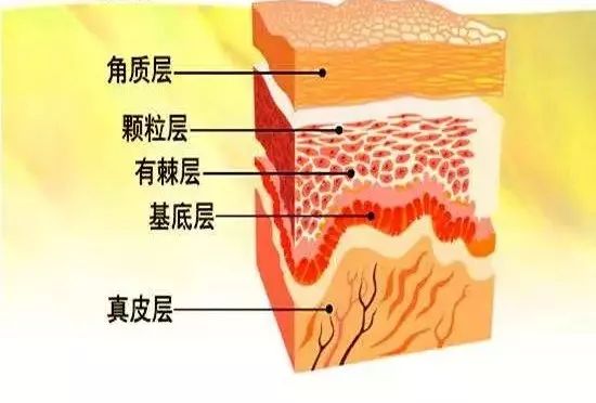 安瓶原液的区别,精华液和肌底液和安瓶使用顺序