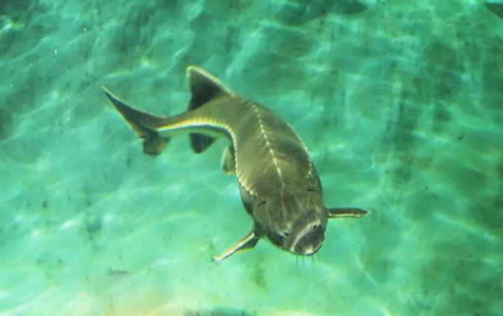 中华鲟的科普讲解儿童版,中华鲟百科简介