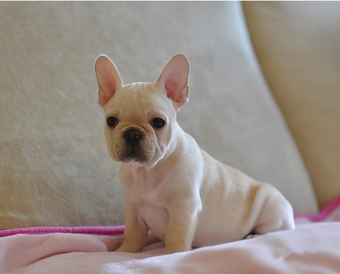 法国斗牛犬有多弱,法国斗牛犬注意事项