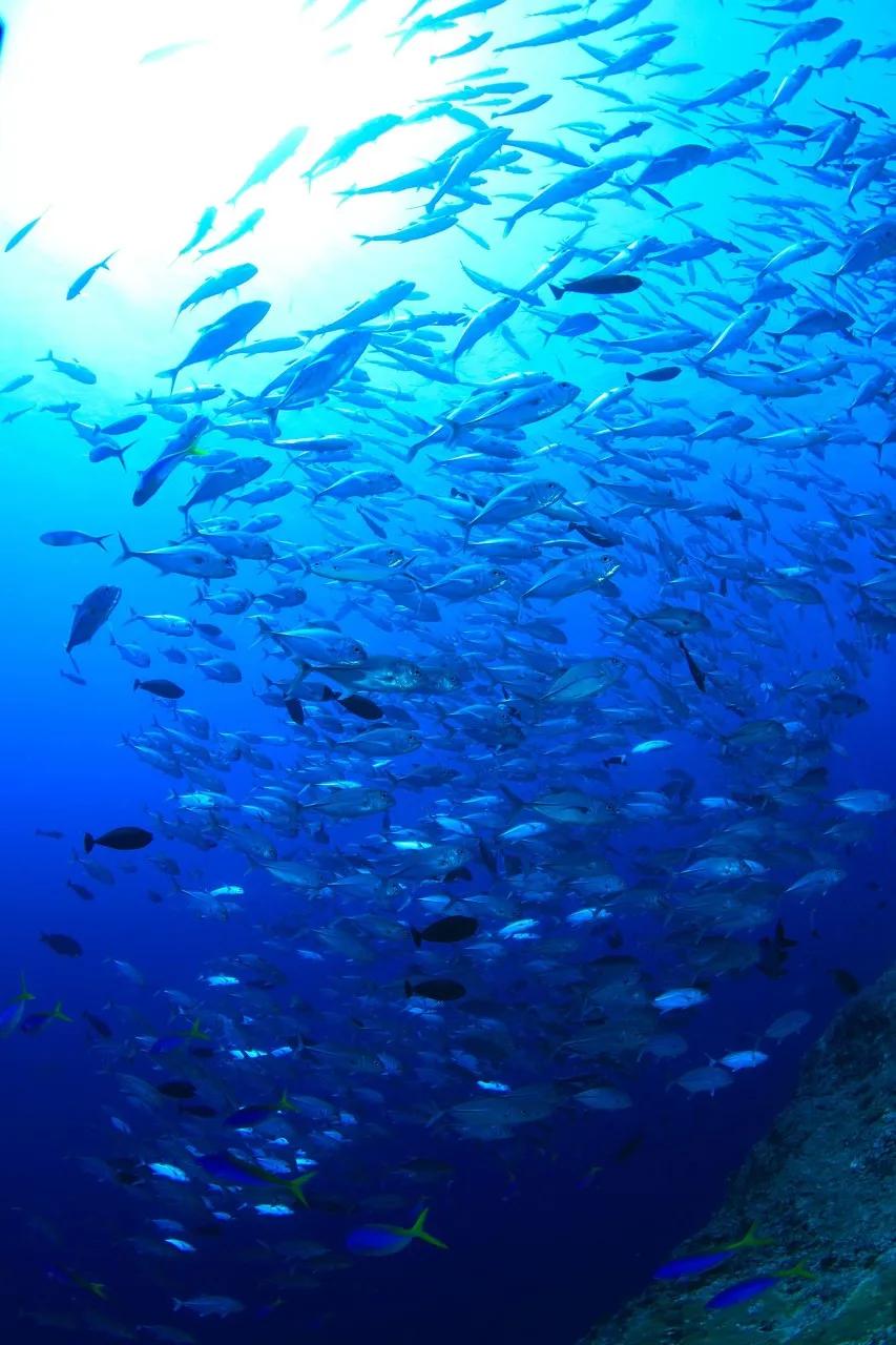 人间仙境之帕劳,帕劳是位于太平洋上的一个小国