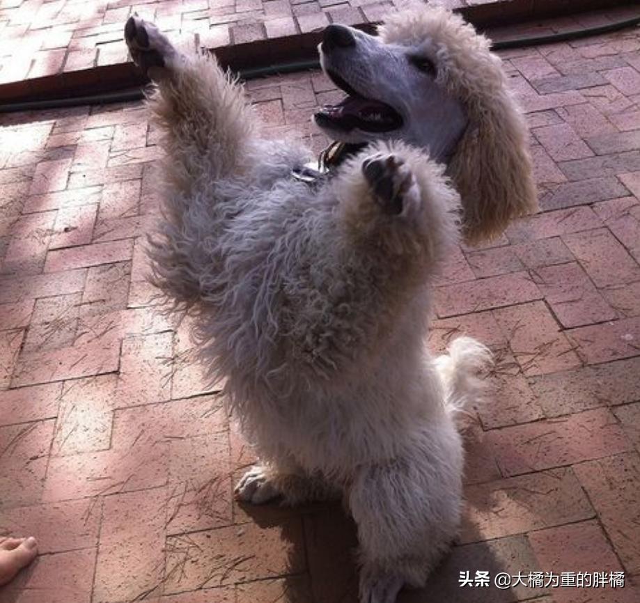 巨型贵宾犬的6个缺点你能接受吗,什么样的贵宾犬才是好贵宾犬呢