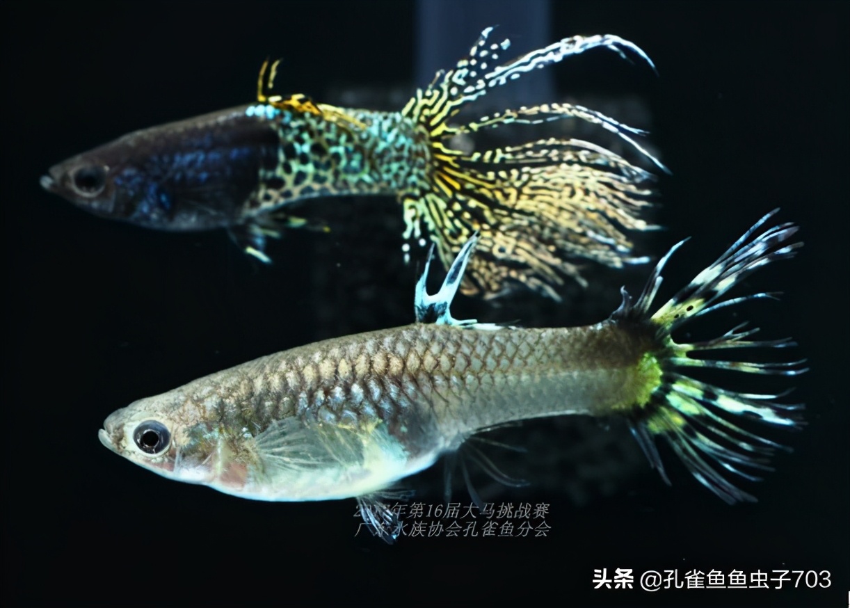 合缸后出现死鱼怎么办,养鱼如何防止死一缸