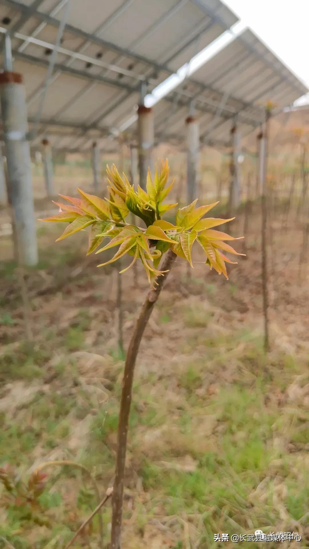 香椿炒鸡蛋的营养价值,冻过的香椿怎样炒鸡蛋