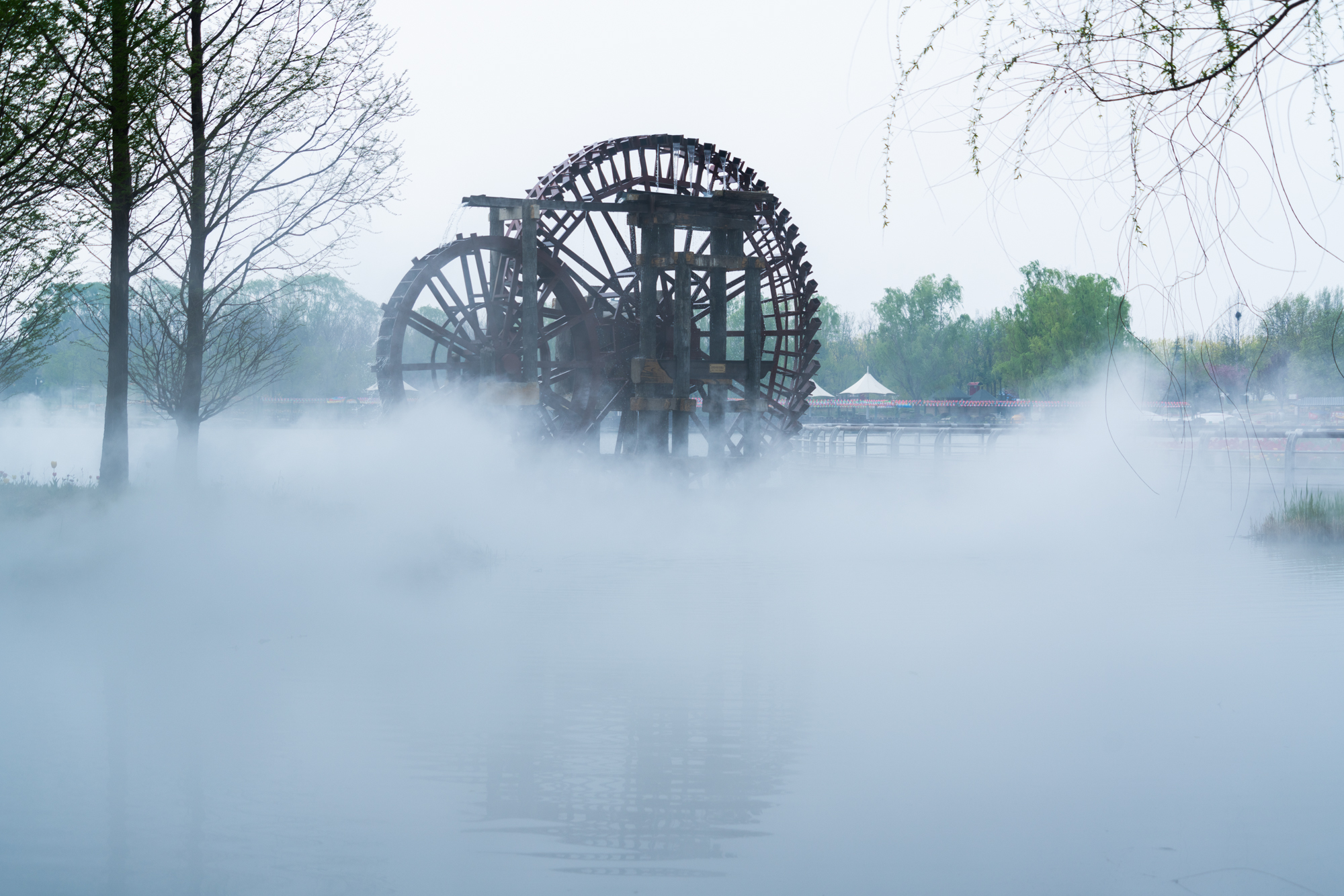 国际鲜花港郁金香,看郁金香北京国际鲜花港