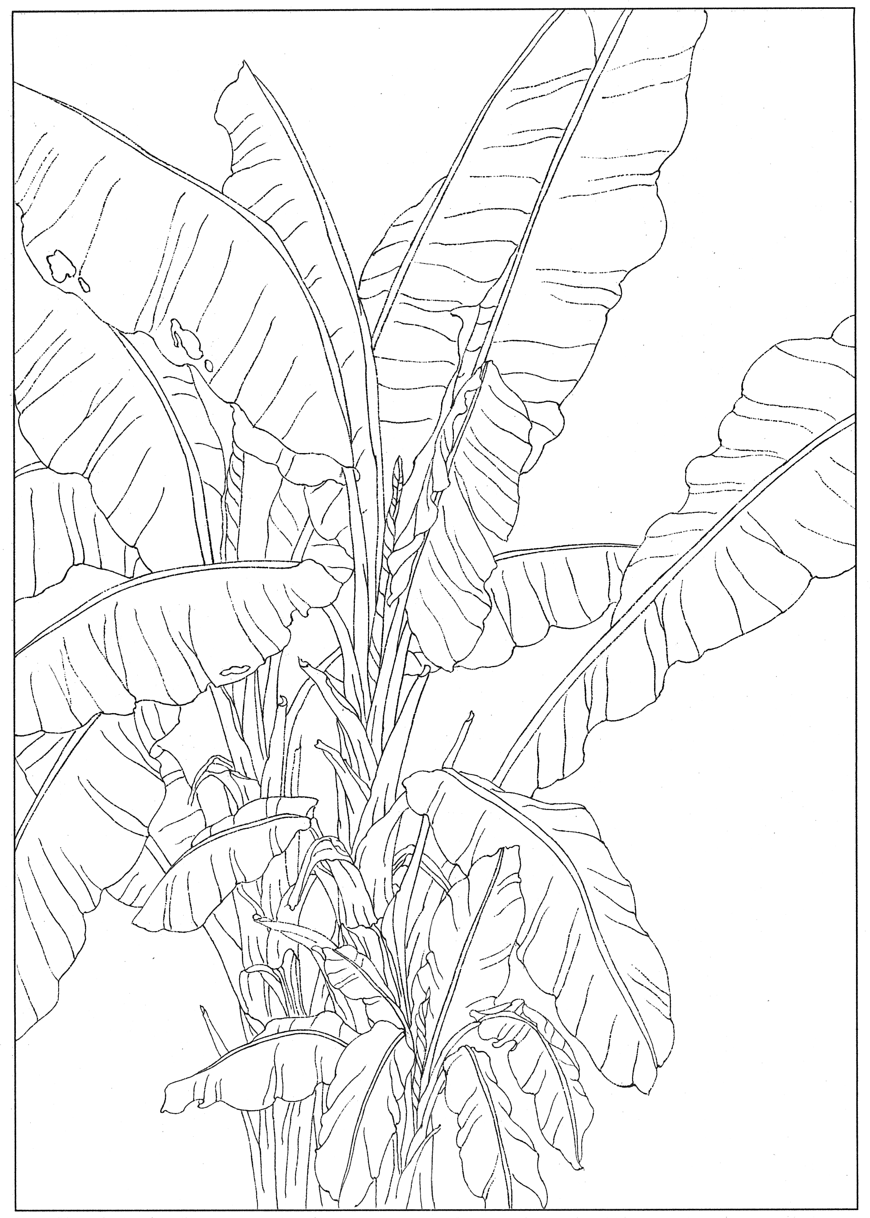徐渭国画芭蕉作品,临摹徐渭墨梅芭蕉图