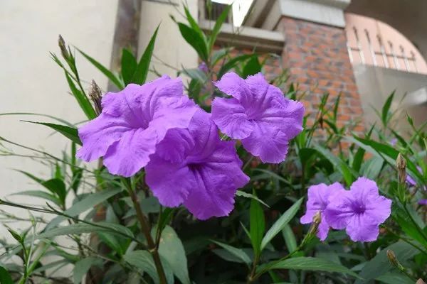 100种常见观叶植物图鉴史上最全,农村常见的100种植物