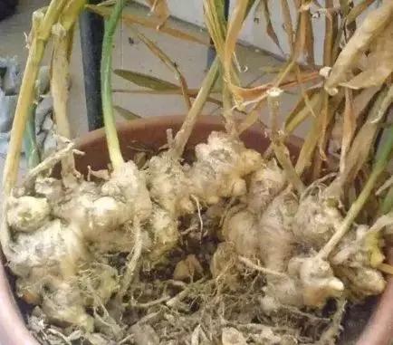 生姜的盆栽方法,生姜盆栽最佳时间