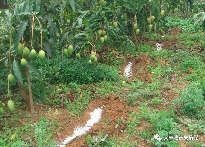芒果出梢后管理,芒果结果后管理技术与用药