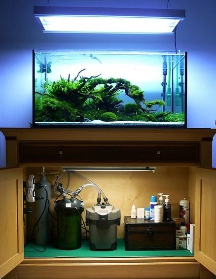 养观赏鱼怎样建立硝化系统,养鱼硝化系统崩溃鱼怎么应急