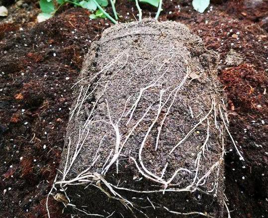 刚买回来的营养土怎么处理杀菌,营养土消毒方法和注意事项