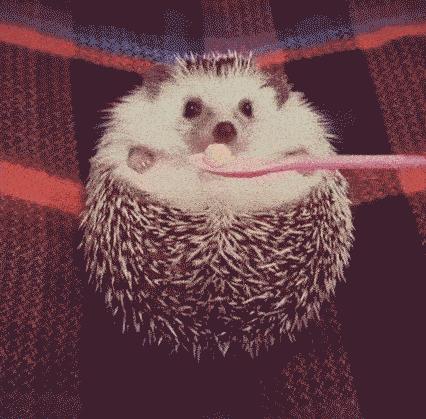 10个你一定不知道的动物冷知识,1000个牛动物有趣的冷知识