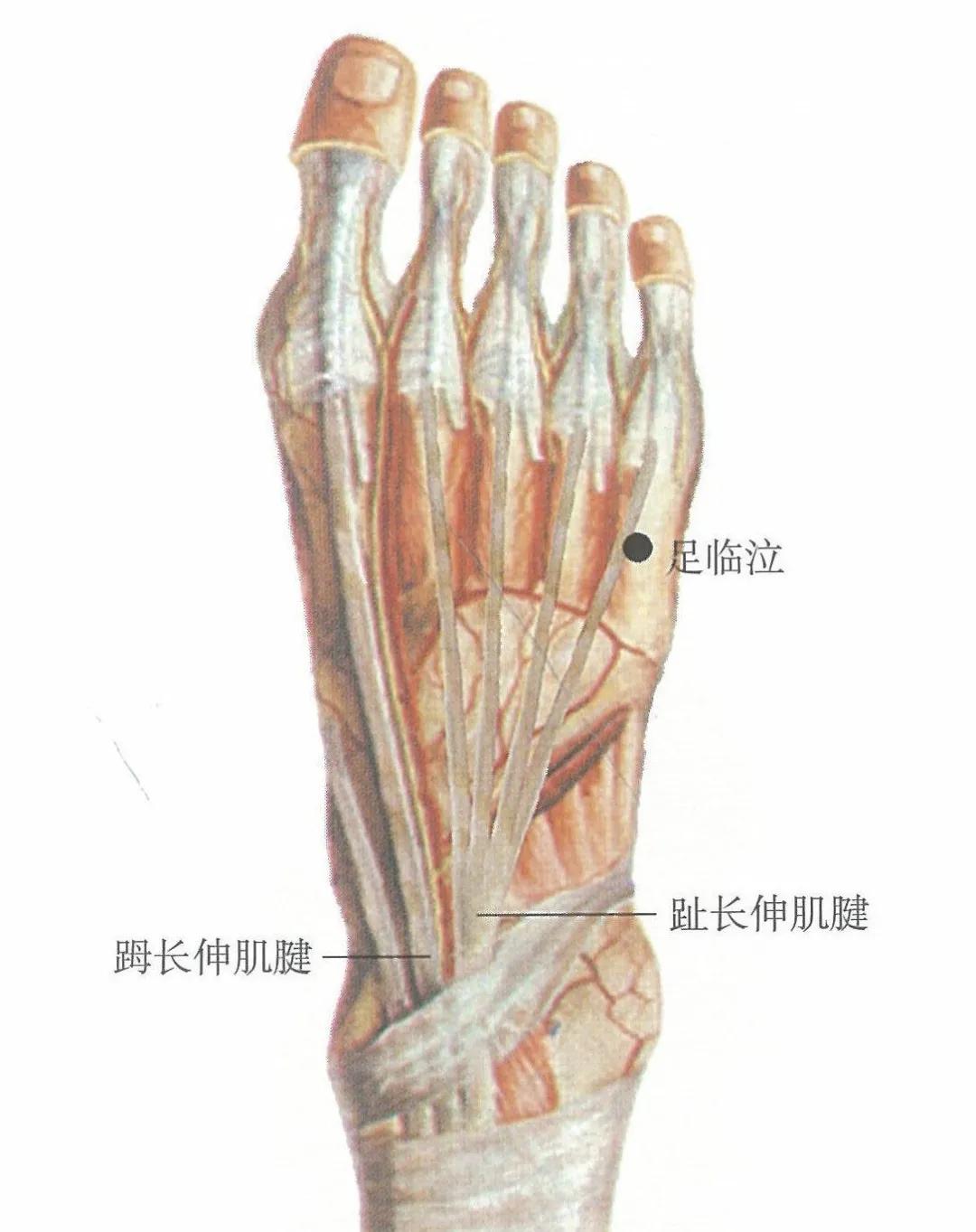 止痛的五输穴,十二输穴一览表
