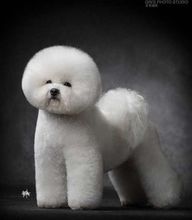 比熊犬的繁殖过程,比熊犬怎么繁殖出来的