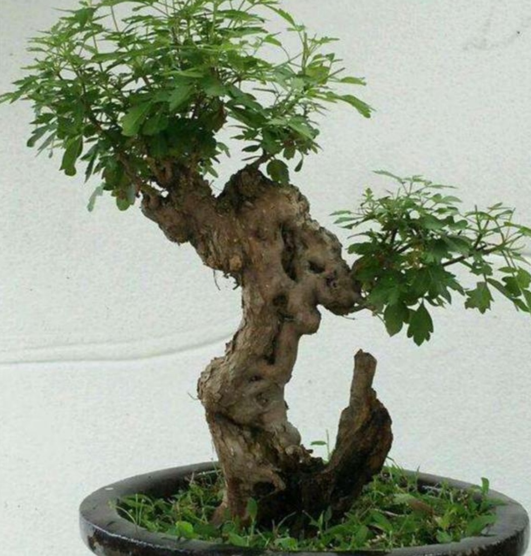 黄荆丛林树桩盆景要怎么修剪,黄荆树桩盆景开挖时间