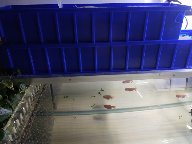 1.2米鱼缸适合养多少金鱼,400cm鱼缸能养几条金鱼