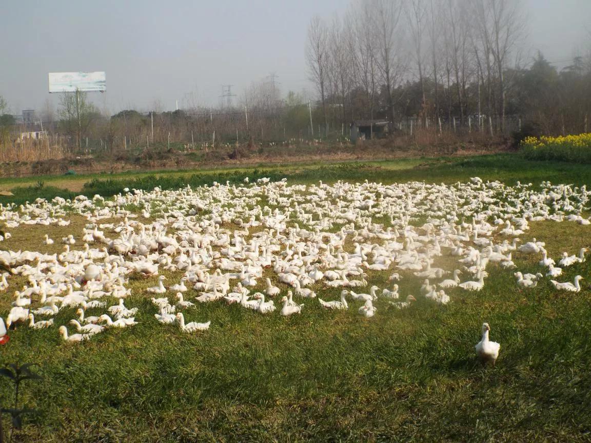 黄鼠狼忌语,黄鼠狼讲话