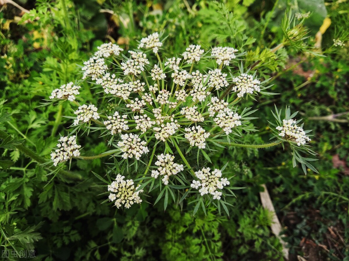路边1种白花“别乱采”，老农说它危险又迷人，土话叫“雄蛇草”