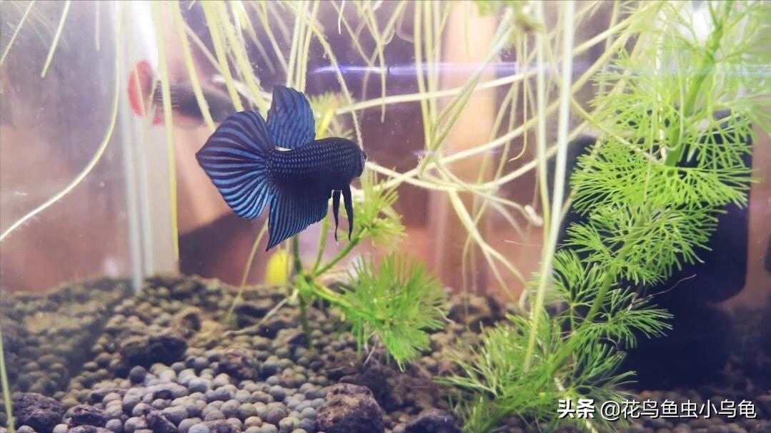 斗鱼要怎么养才能养得又大又漂亮,斗鱼怎么养才好看又好养活