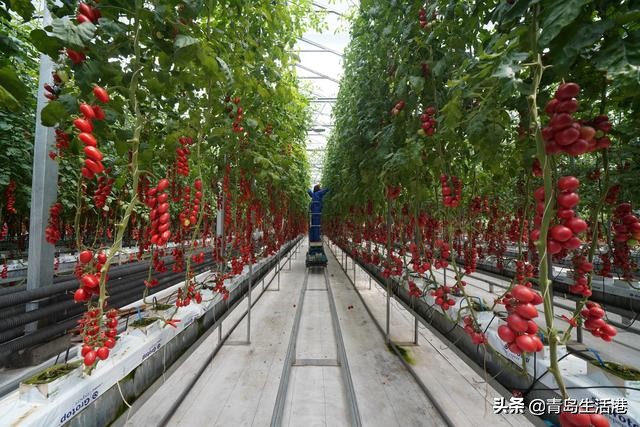 寿光蔬菜是怎么流通到全国各地的,寿光蔬菜都卖到哪些地方