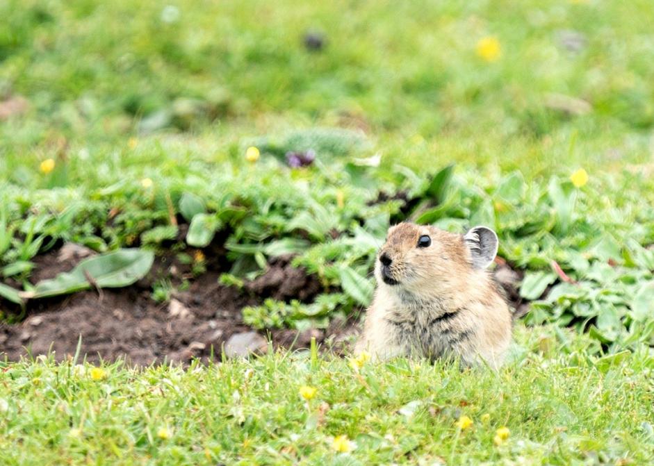 他叫辛巴，不是狮子王，8岁穿越12国：最好的教育，永远在路上