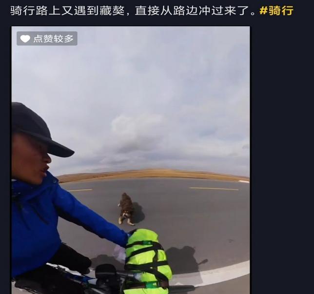 藏獒这10年来都经历了啥,曾经市价3000万的藏獒现状如何