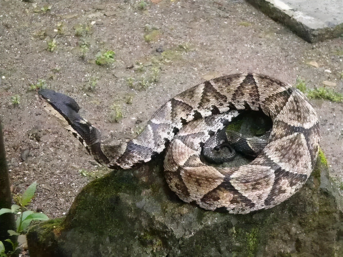 被蛇咬急寻抗蛇毒血清,专家被蛇咬伤抗蛇毒血清