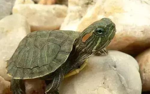 巴西龟吃什么食物,巴西龟怎么养才认主人还不咬人