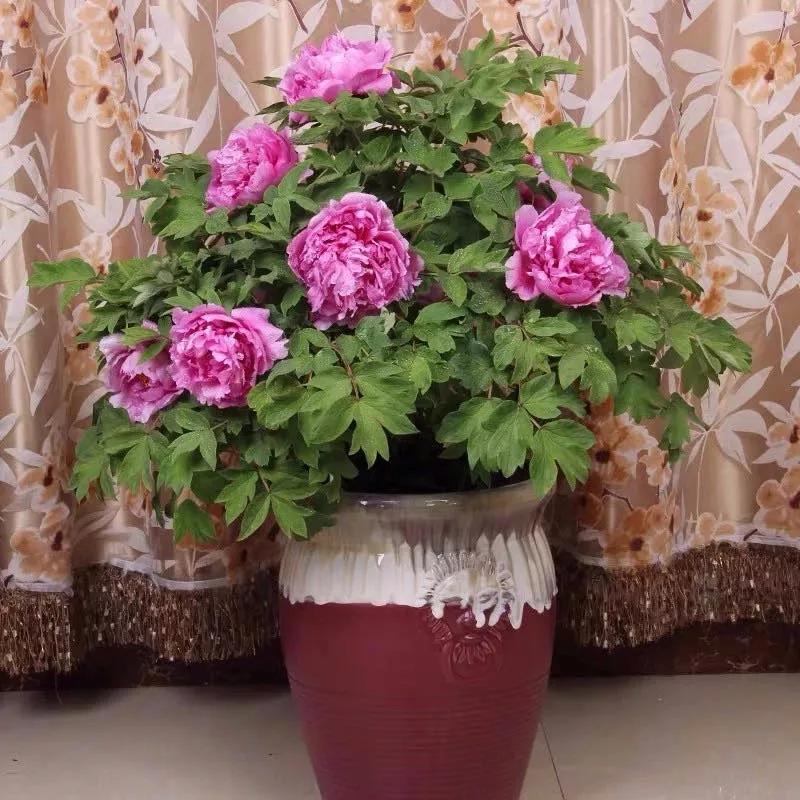 十二生肖对应的幸运花是什么花,十二生肖各该种什么花