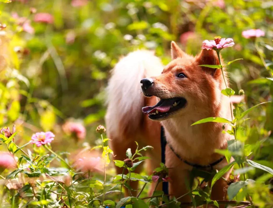 你属什么就注定了你的命,你属什么决定你是什么命