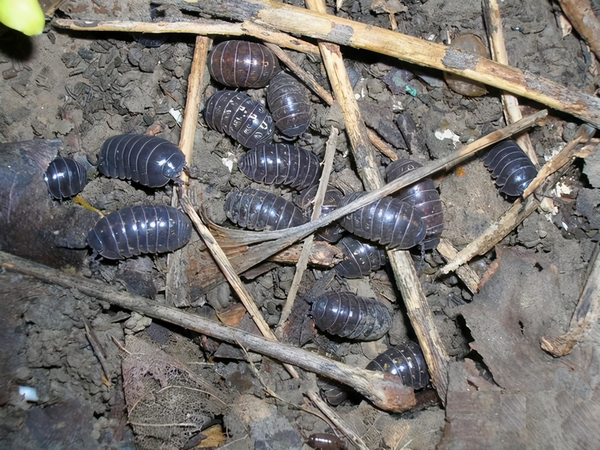 鼠妇指什么,关于鼠妇是什么