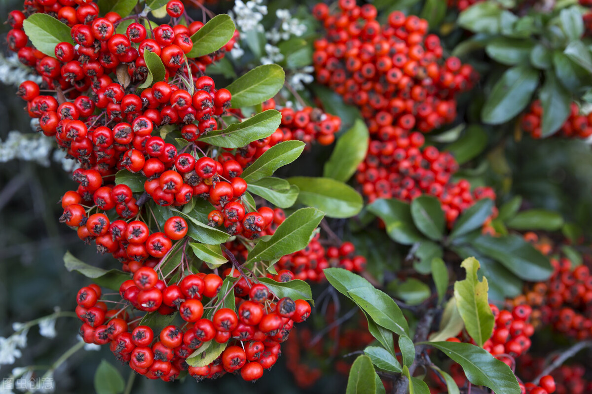 盆栽观果植物有哪些,观果植物具备哪些特征