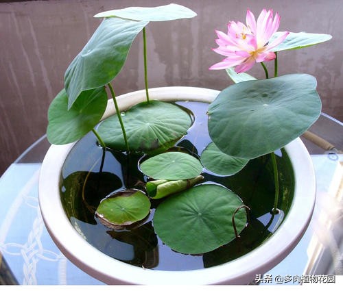 开花多的小型碗莲品种,碗莲开花好看漂亮又好养活