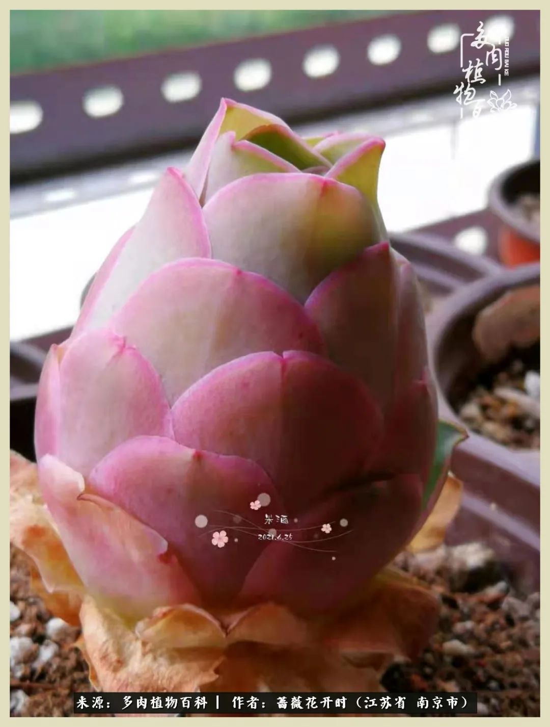 又见颜的妩媚，色的诱惑！这些山地玫瑰礼盒惊艳了眼眸