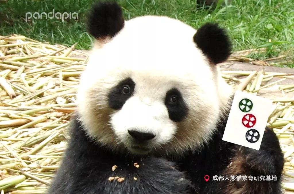 四川熊猫麻将怎么打,打熊猫麻将的诀窍