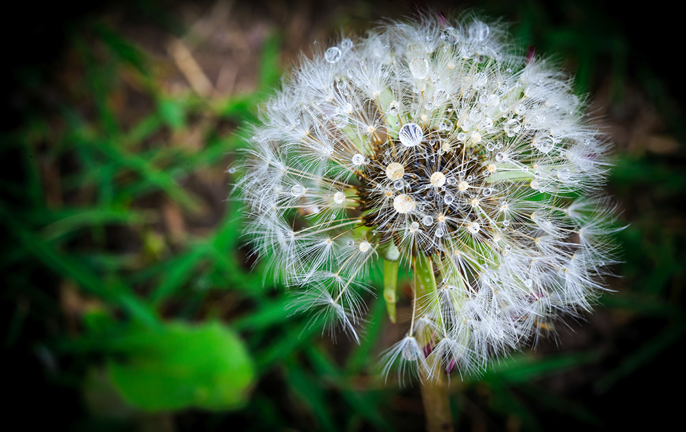 喝蒲公英茶对尿路感染有效果吗,喝蒲公英茶同时可以吃消炎药吗