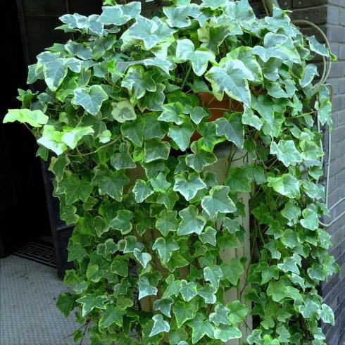 今年流行网红花,漂亮又好看的网红花