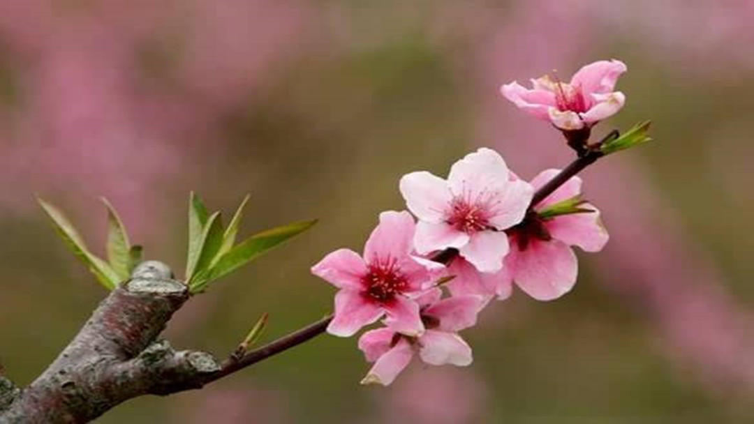 赏析诗经的思想内容和艺术特点,论诗经国风的思想内容和艺术风格