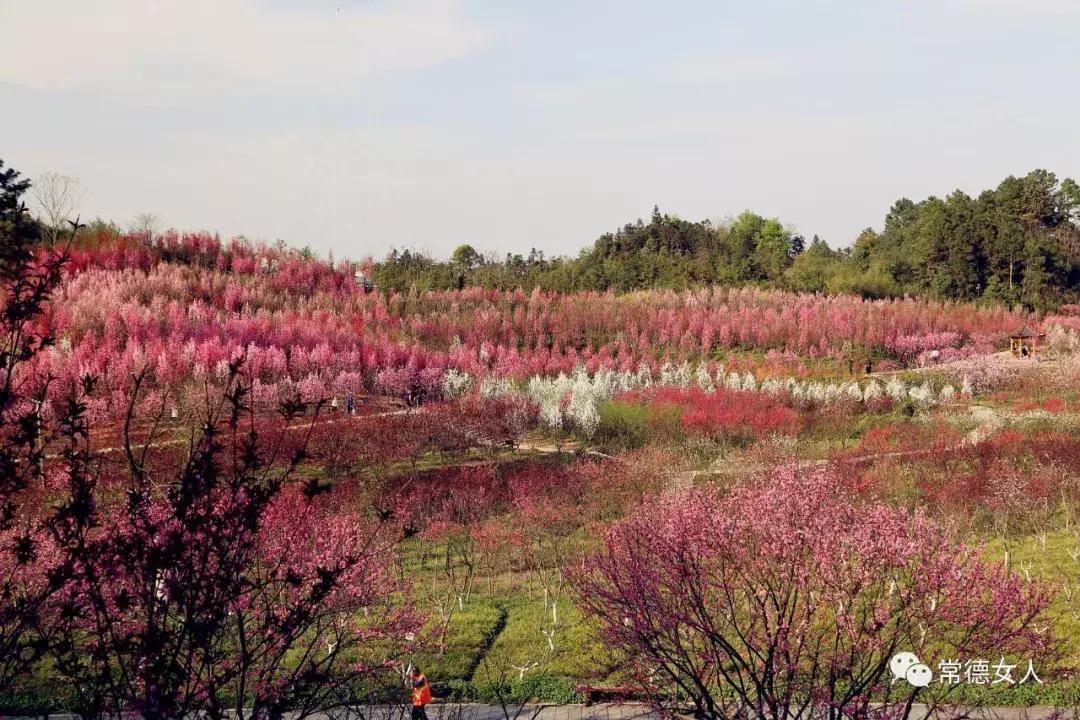 桃花源又见桃花开，盛景等君来，你若不来、花为谁开？