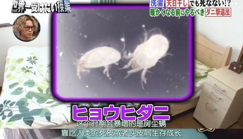秋天螨虫怎么消灭才能彻底除根,头上有螨虫应该怎样正确除螨呢