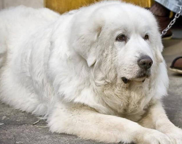 大白熊犬为什么少人养,大白熊犬缺点和优点是什么