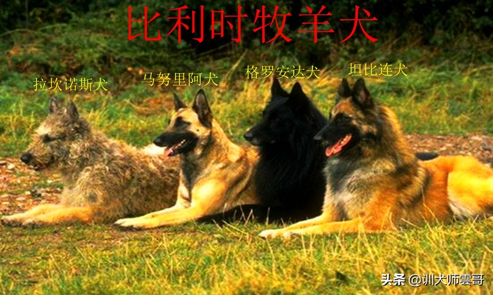 什么品种的牧羊犬最听主人的话,不常见的牧羊犬