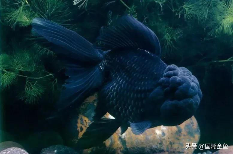 鱼缸多少鱼可以旺财运,养鱼是否旺财运和运气