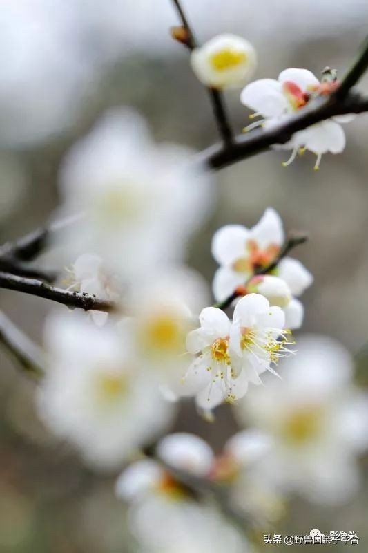 春天的花真的很美丽让人向往,春天的花也太美了