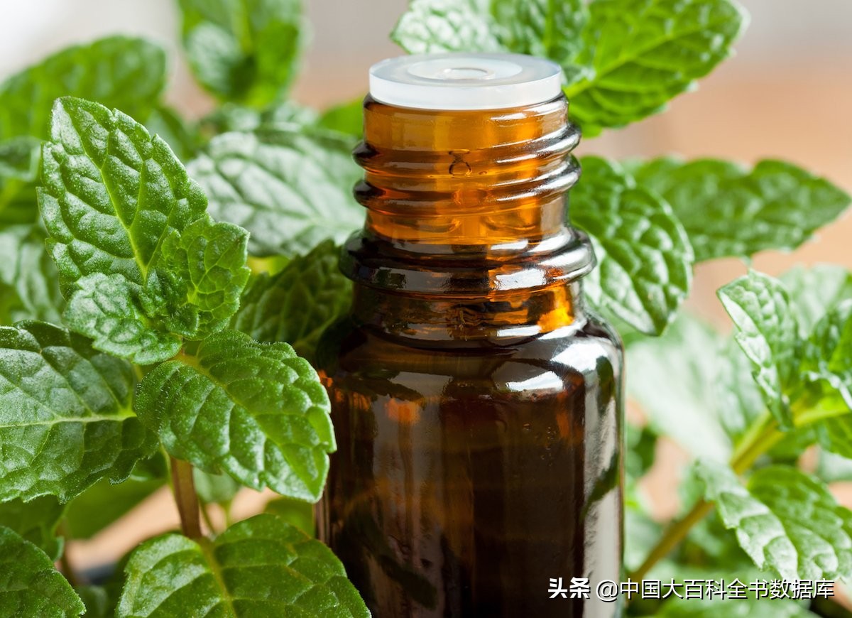 牙膏薄荷和留兰香区别,留兰香薄荷牙膏