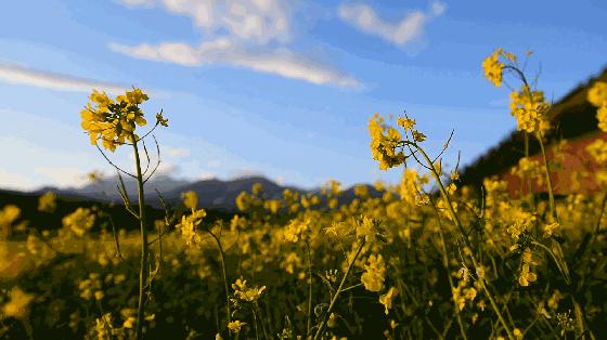春分节气今日春分祝福语,今日春分最美祝福语
