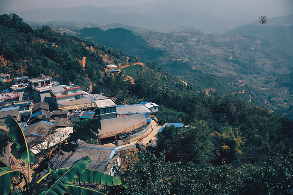 临沧古树茶有哪些产地和品种,古树茶产地在临沧哪里