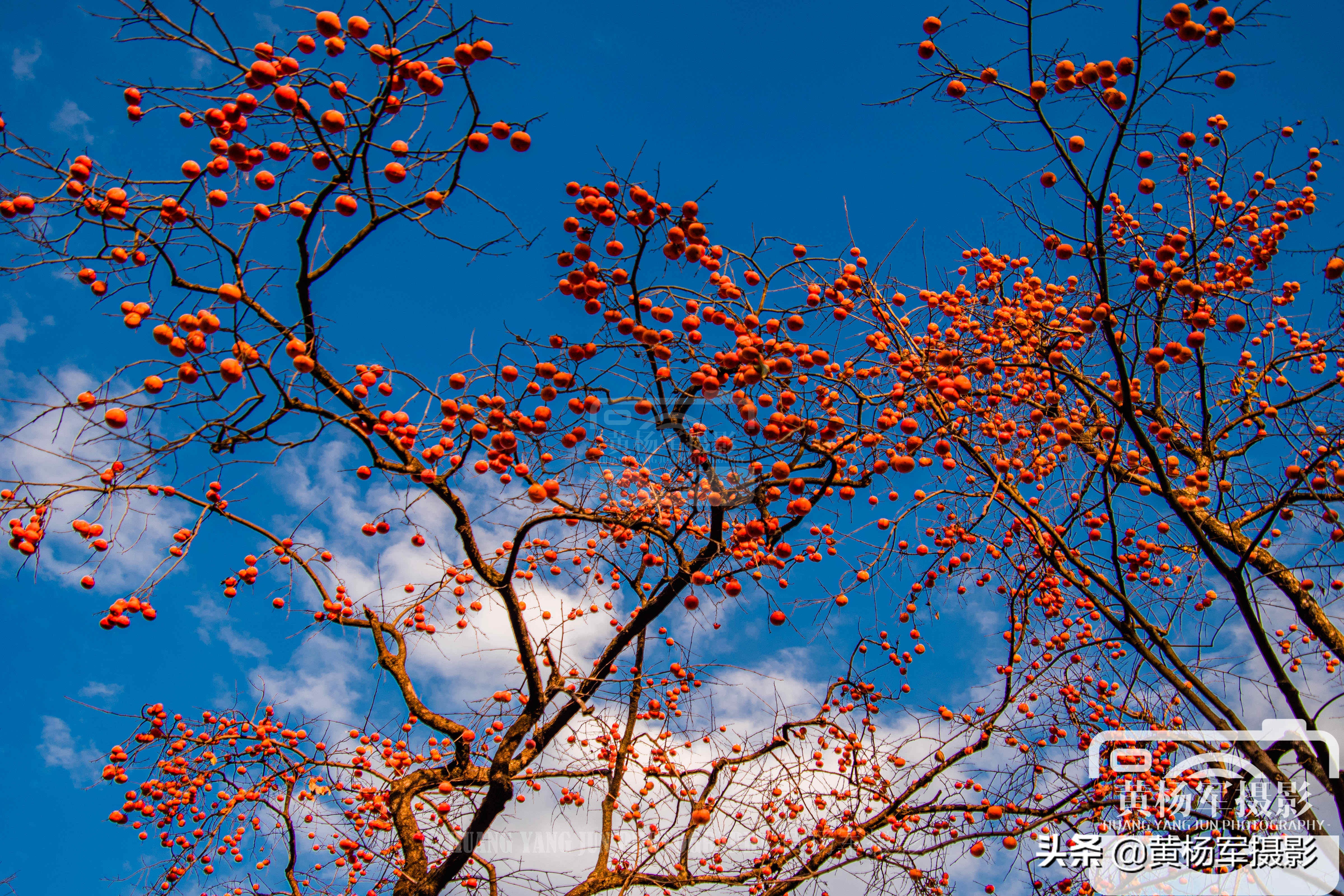 家乡的柿子熟了挂满枝头惹人喜爱,山里的柿子树熟了这里真美