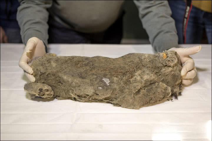 狮子发现的尸体,史前狮子尸体