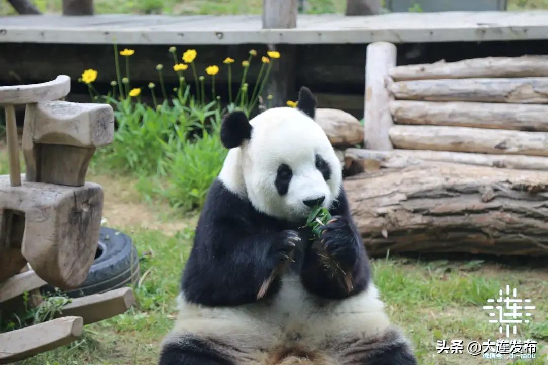 大连旅游景点三天两夜攻略,大连旅游全攻略免费景区