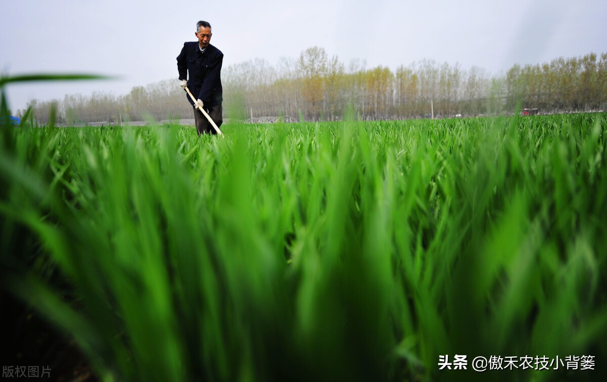 小麦早打和晚打有什么区别,小麦晚播品种能否早播
